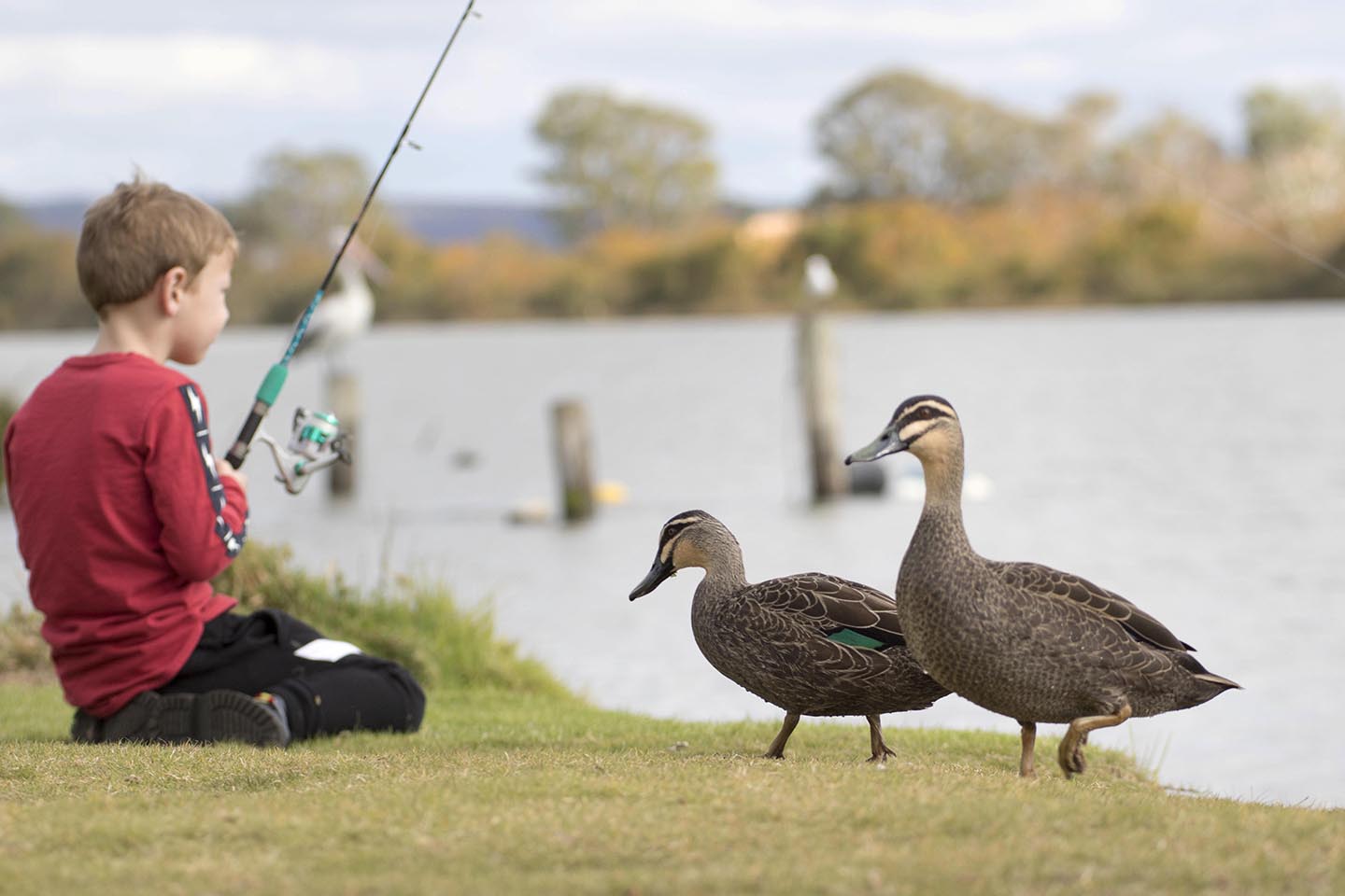 Young Boy fishing with ducks