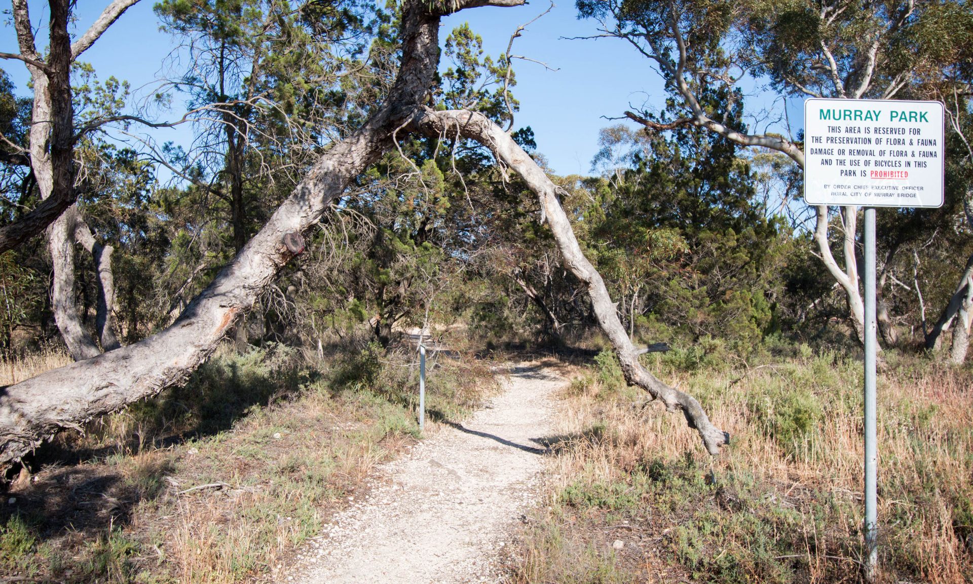 Murray Park Trail - Bitter Quandong