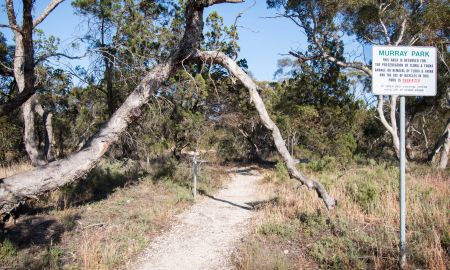 Murray Park Trail - Bitter Quandong