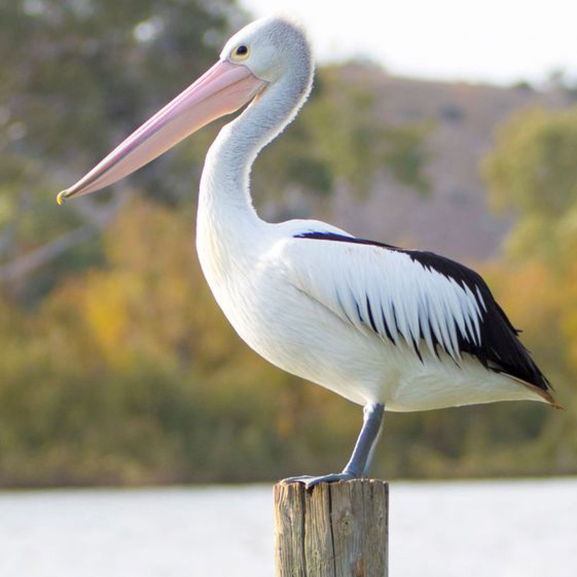 Wellington Pelican