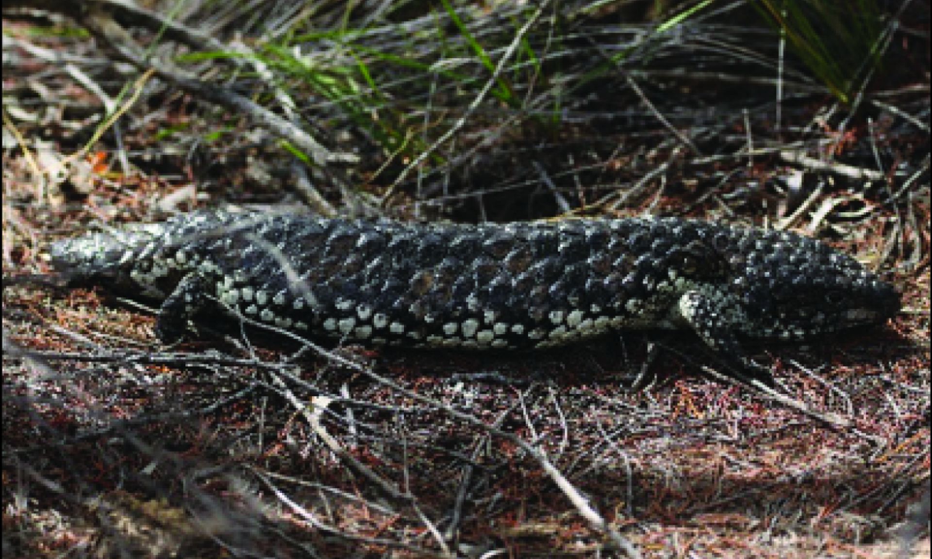 Murray Park Trail - Marbled Gecko