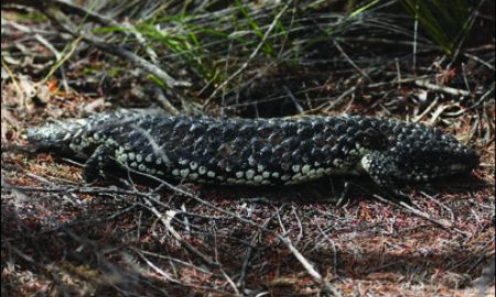 Murray Park Trail - Marbled Gecko
