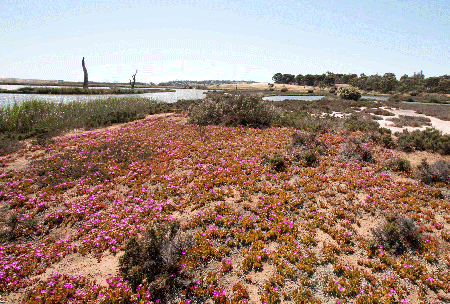 Rocky Gully Wetlands