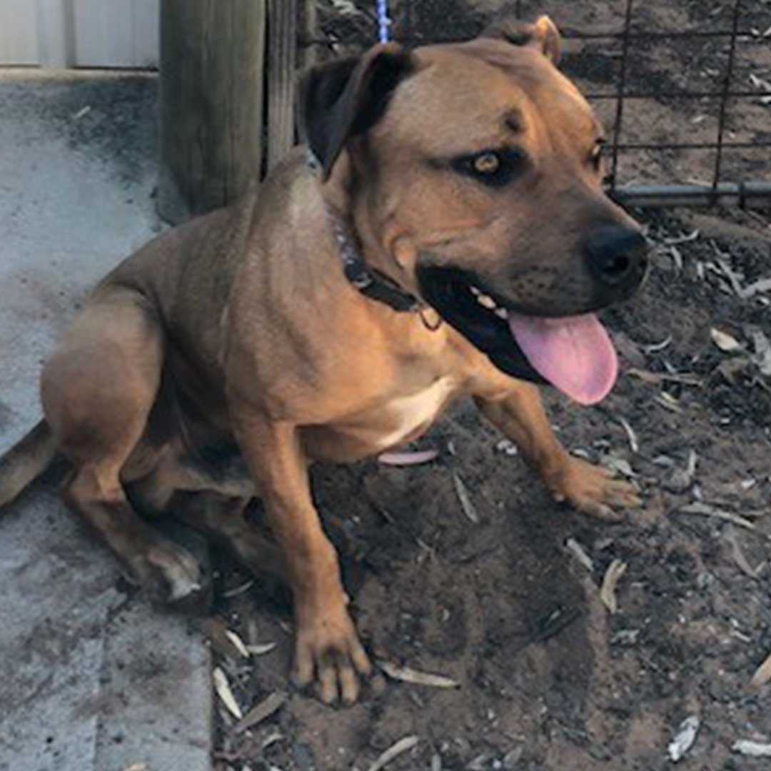 Lost Dog Male Mixed Breed January 2024