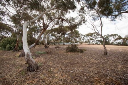 Raymond Road Reserve Nature