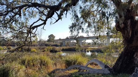 Swanport Wetlands and Bridge