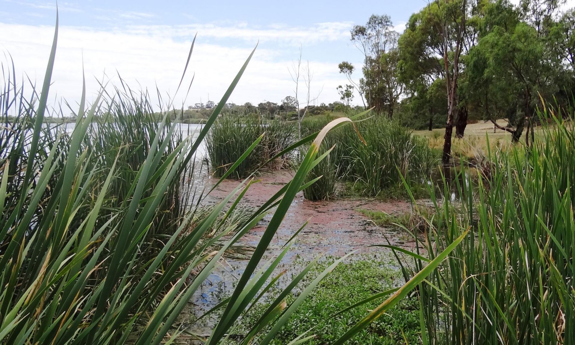 Riverglades Wetlands