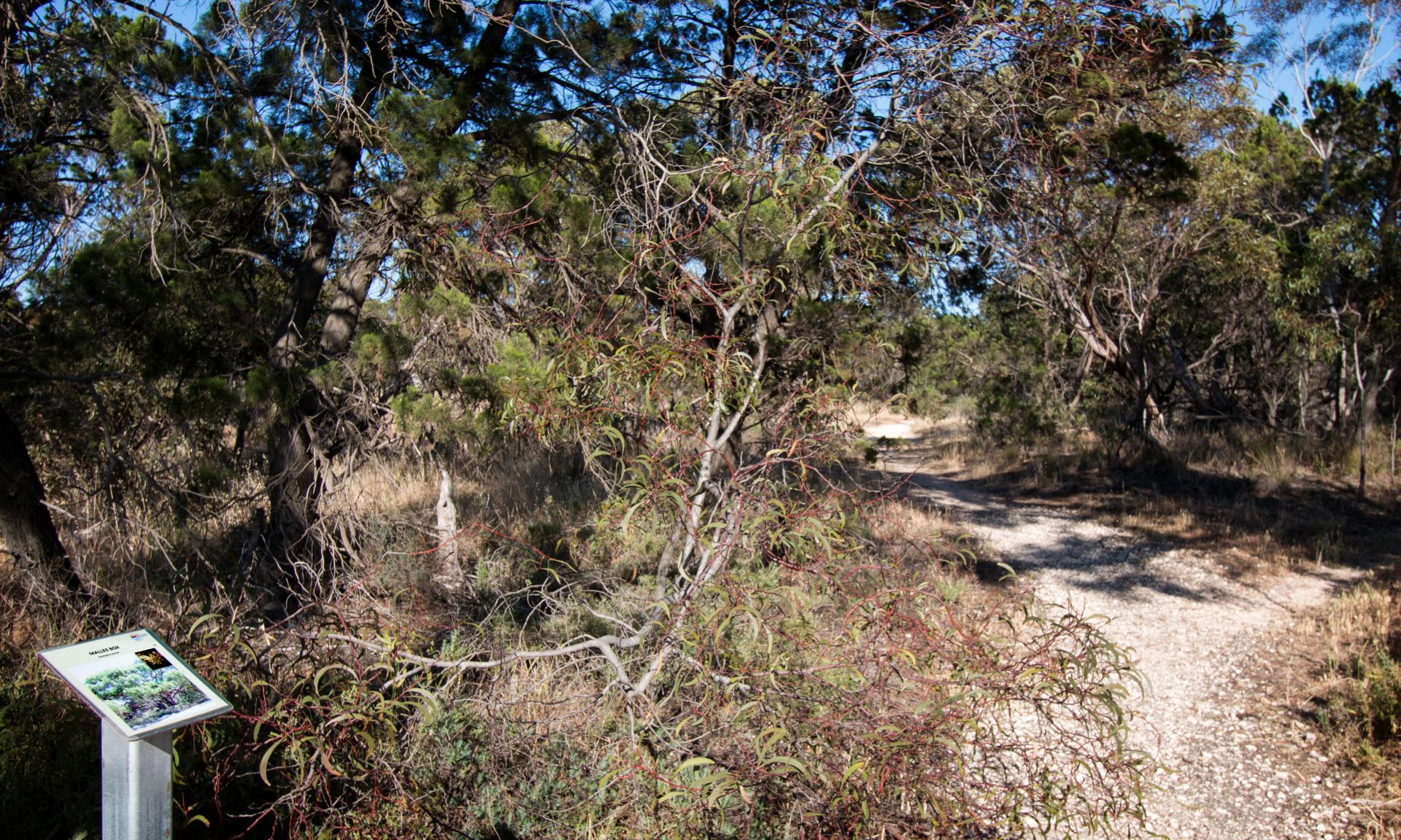 Murray Park Trail with Interpretation