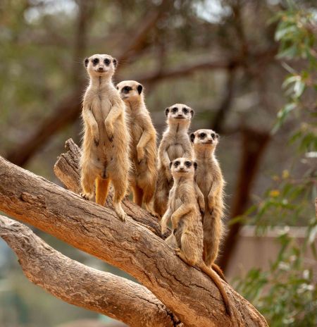 Meercats at Monarto Safari Park