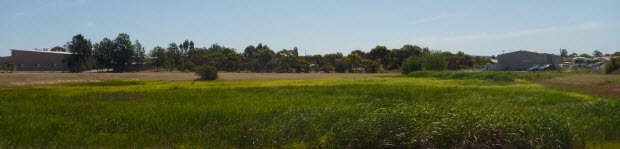 Clipsal Road Reserve
