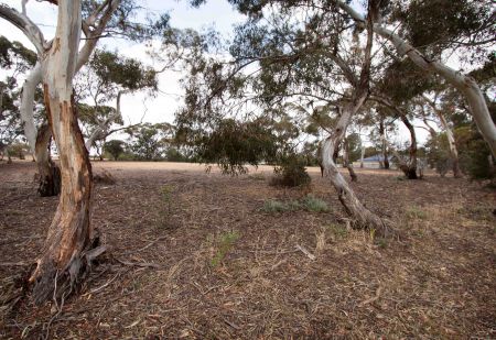 Raymond Road Reserve