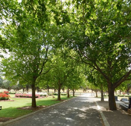 Bremer Road Cemetery Trees
