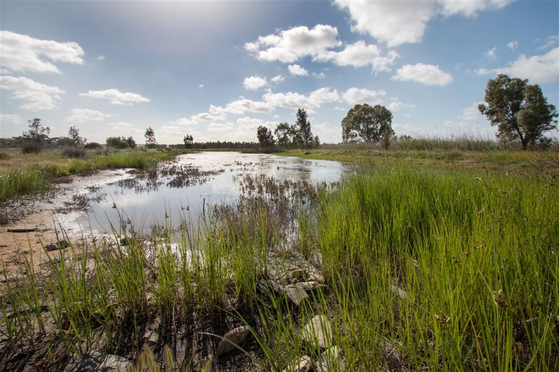Casuarina Walk Reserve Wetland