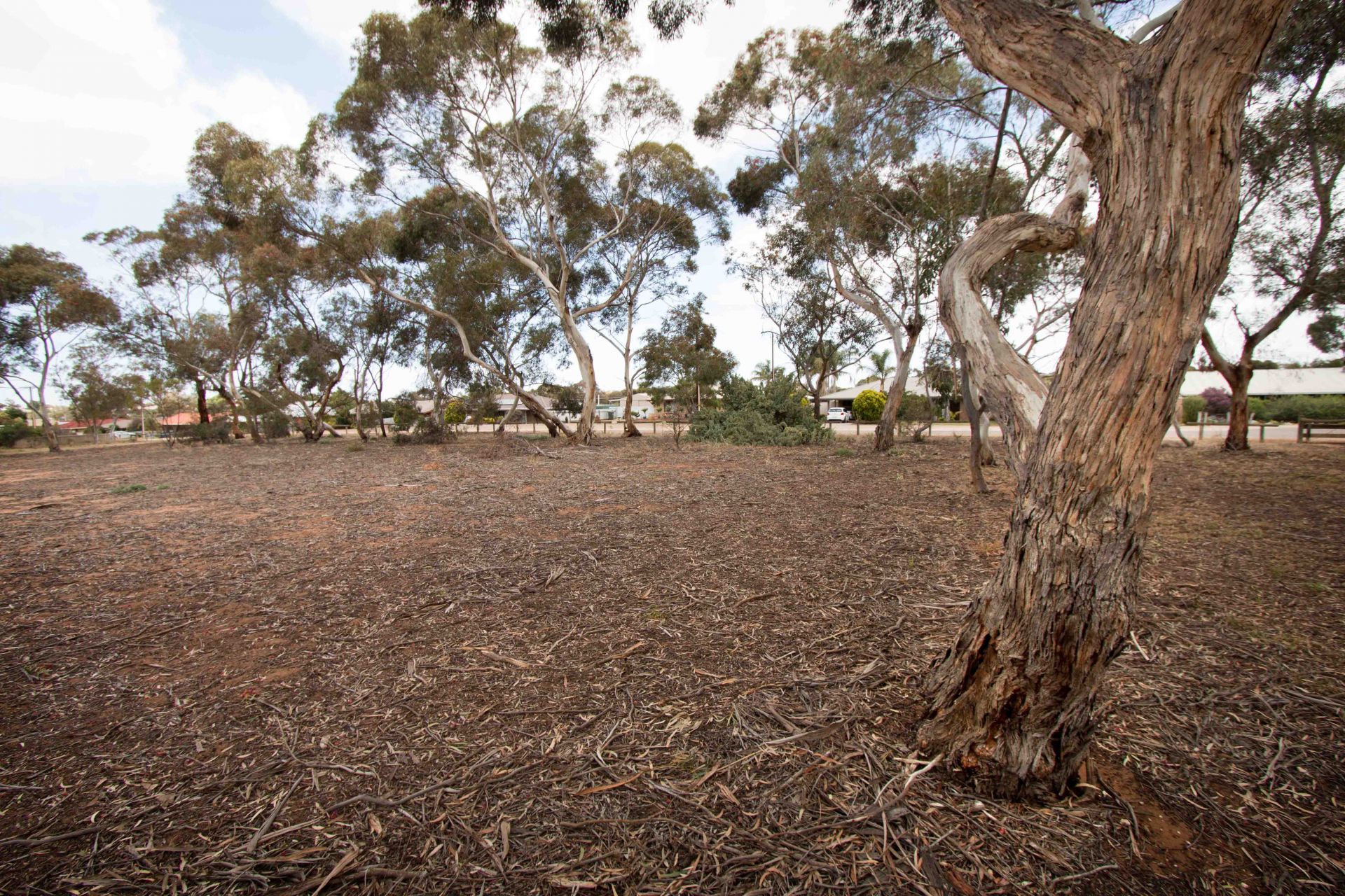 Raymond Road Reserve Trees