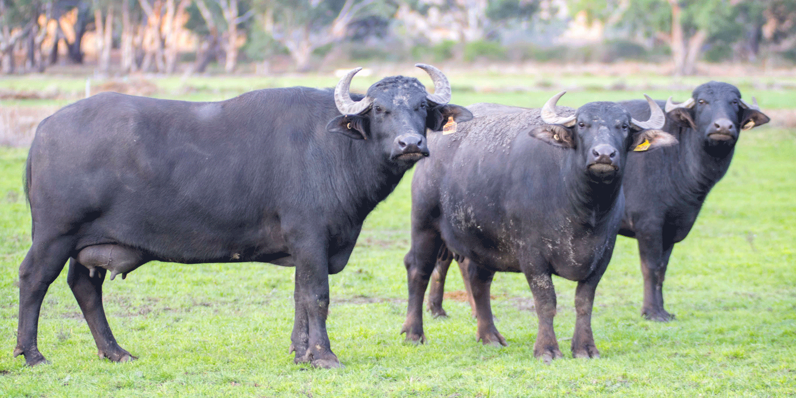 Mypolonga Buffalo