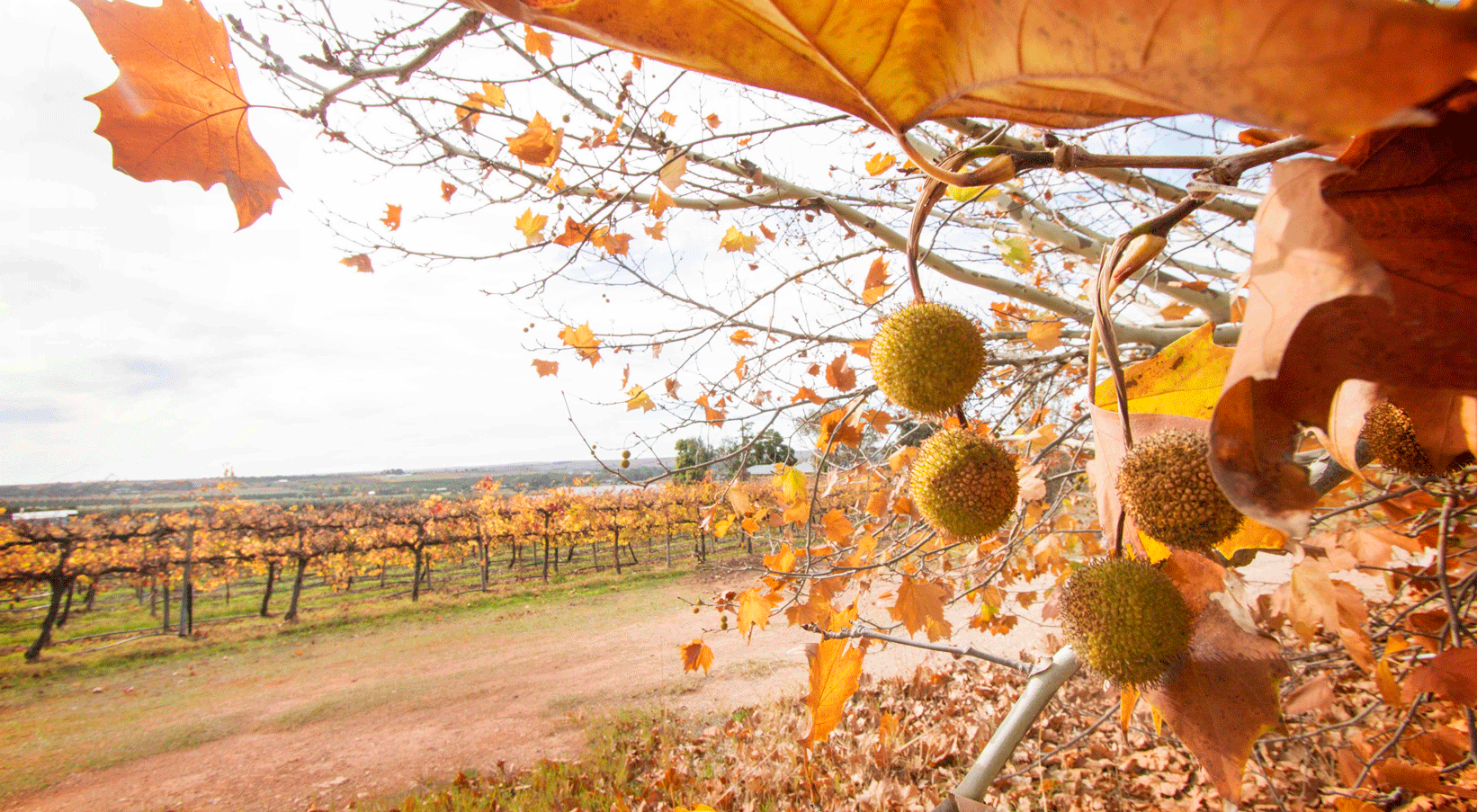 Mypolonga Grapevines