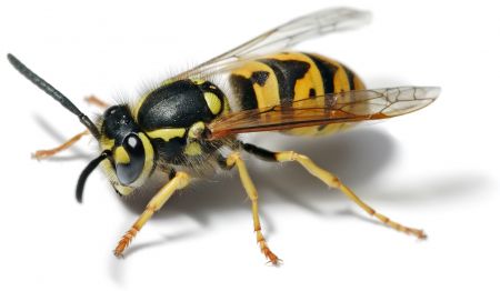 European Wasp