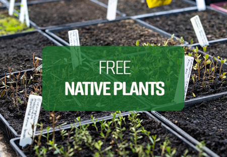 Plant Giveaway - Latest News Tile
