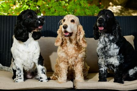 Mabel, Wallace and Murphy